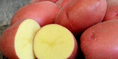 Krompir krasa: opis sorte, fotografija